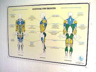 Wandbild / Anatomie und Übungen